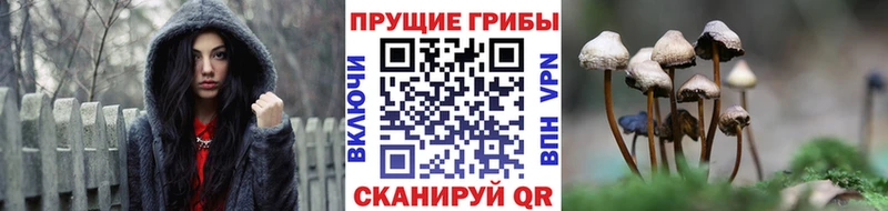 kraken вход  Тбилисская  Псилоцибиновые грибы Cubensis  как найти  